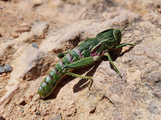 Cavalletta