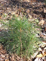 молодой росток