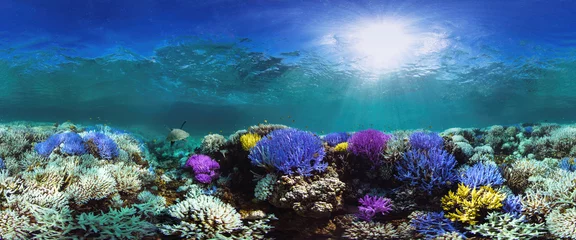 Rolgordijnen Gloeiend koraalrif © The Ocean Agency