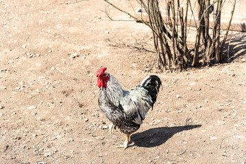 The great cock. Cock on the walk. Beautiful cock male on the sunny walk with hen