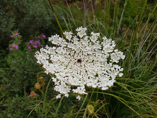 Fiore selvatico