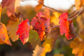 Autumn grapes with red leaves, the vine at sunset is reddish yellow
