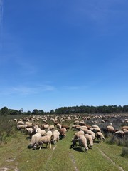 Sheep on a willow