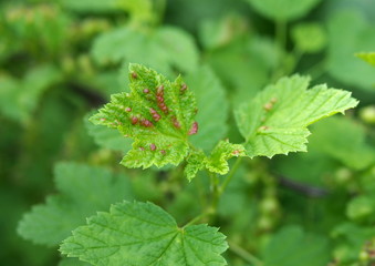 The young leaves of red currant struck with a Gallic  plant louse