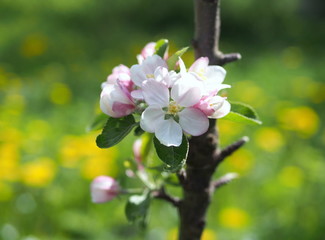 Obraz premium Blossoming of a young columnar apple-tree in a spring garden