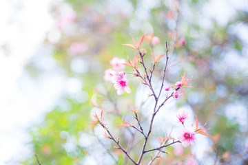Pink cherry blossom bloomming on tree branch