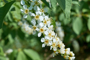 A few blossoming white flowers with pistils and stamens on a cherry tree. Flowers and white petals on green leaves background. The background is blurred, bokeh. Bright, warm, Sunny spring day.