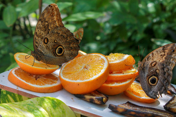 butterflies on orange
