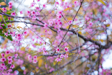 Pink cherry blossom bloomming on tree branch