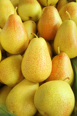 Yeloow pears as background. Pile of ripe pears. 