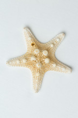 Starfish isolated on white background 