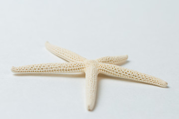 Starfish isolated on white background 