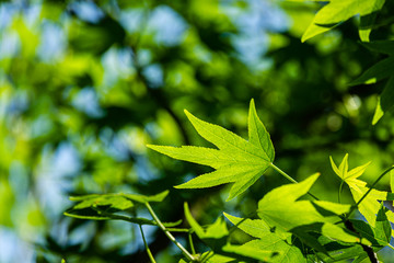 Сlose-up of bright green leaves Liquidambar styraciflua, Amber tree,  called American sweetgum against sun on colorful green-blue bokeh background of garden. Nature concept for design. Selective focus