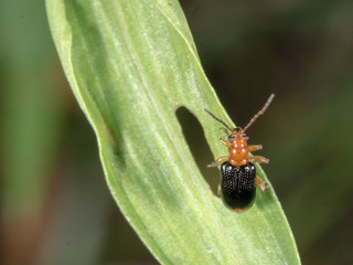Bombardier beetle with black wing waling on green leaf  in garden
