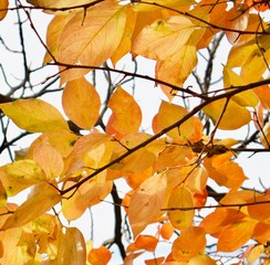 foglie arancioni d'autunno
