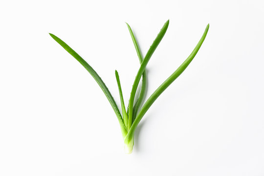 Aloe vera plant on white background, space for text. Natural treatment