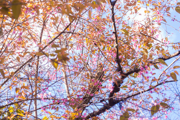 Pink cherry blossom bloomming on tree branch