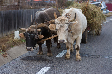 Oxen pulling a cart loaded with hay along a Romanian road. Hardy hardworking animals.