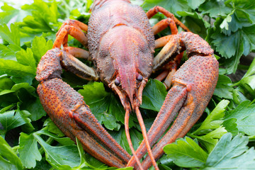 red boiled crayfish with herbs on a plate