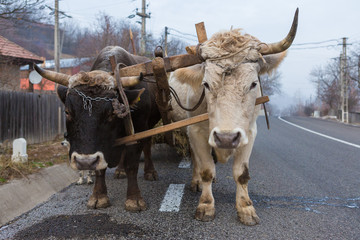 Oxen pulling a cart loaded with hay along a Romanian road. Hardy hardworking animals.