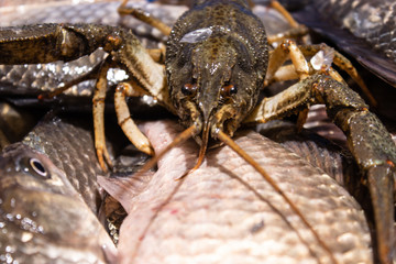 Lively cancer crawls on a big fish