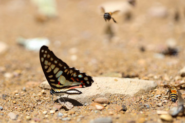 Butterflies following a series of natural Ban Krang Camp. Phetchaburi, Thailand