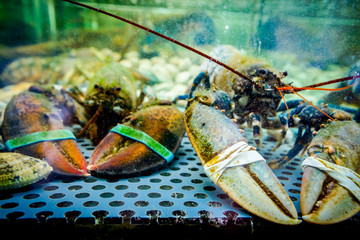 Colorful crawfish for sale, sea crustaceans inside aquarium in a restaurant