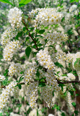 Blossoming apple tree, branches and flowers. nature