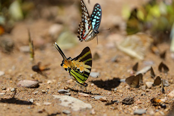 Butterflies following a series of natural Ban Krang Camp. Phetchaburi, Thailand