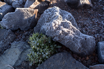 Frozen plants and stones in Teide National Park