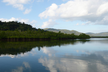 よく晴れた日にジャングルのマングローブが川に反射している