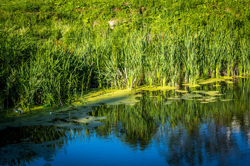 Summer green grass
