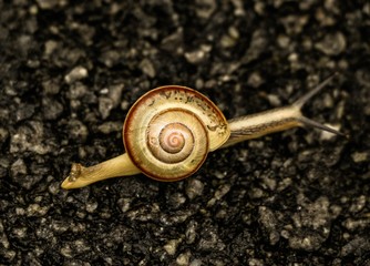 Snail on the move