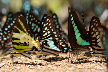 Butterflies following a series of natural Ban Krang Camp. Phetchaburi, Thailand