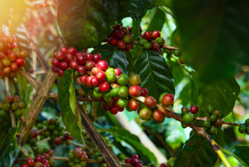 Coffee beans cooked on the tree. Wait for harvest at a coffee plantation in northern Thailand.