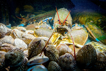 Colorful crawfish for sale, sea crustaceans with clams inside aquarium in a restaurant