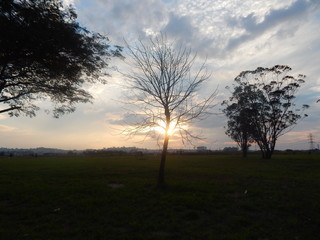 tree at sunset