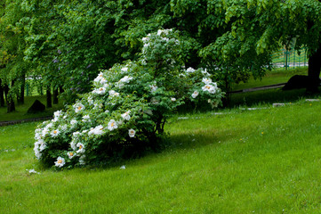 beautiful white flowers and bushes in the park in the open air on the background of green trees