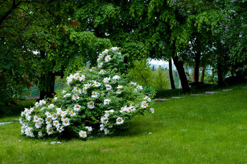 beautiful white flowers and bushes in the park in the open air on the background of green trees