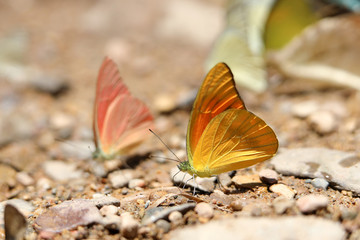 Butterflies following a series of natural Ban Krang Camp. Phetchaburi, Thailand