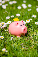 Piggy Bank on the background of blooming daisies