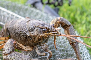 Fresh live cancer crawls on the fishing net near the fishing rod