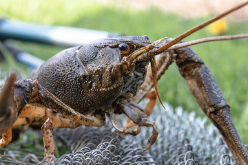 Fresh live cancer crawls on the fishing net near the fishing rod