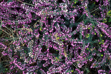 Plenty of pink Bell Heather (Erica cinerea) flowers. Nature background