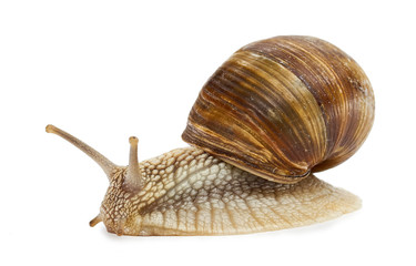 Grape snail - gastropod mollusk on a white background