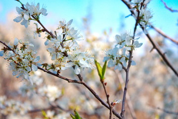 Spring in the old garden