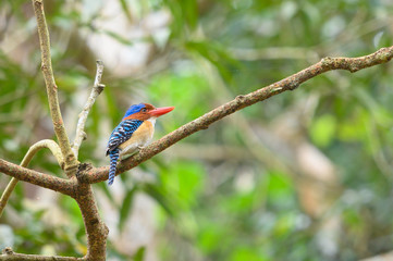 South East Asia beautiful bird, Banded Kingfisher (male) in Thailand
