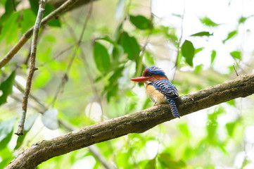 South East Asia beautiful bird, Banded Kingfisher (male) in Thailand