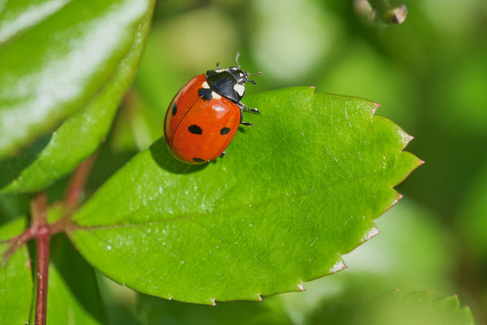ladybird sitting on a green rose plant leaf, macro color picture with copy space