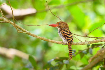 South East Asia beautiful bird (Female), Banded Kingfisher in Thailand